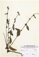 藏品(垂桉草)的圖片